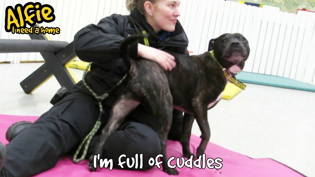 wales wisconsin Dogs Trust Manchester - Alfie