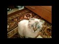Говорящая кошка Муся =^3^=