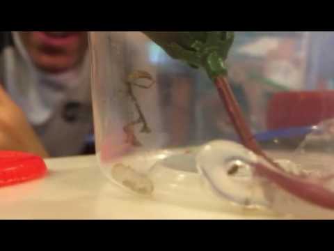 Our weird pet - "dead leaf praying mantis"