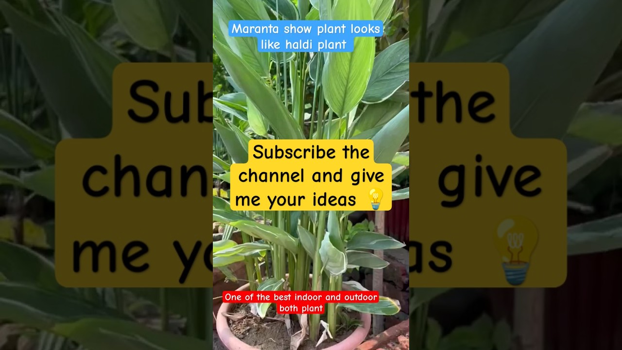 My garden show plant | best indoorplant|| maranta  