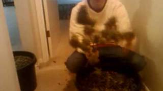 http://www.budbook.org  Part 3 harvest tips [www.keepvid.com].mp4