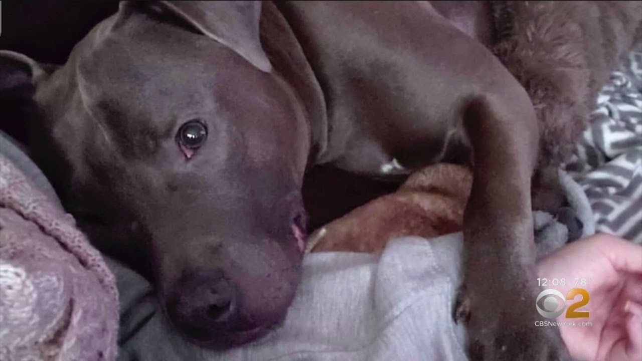 cbs new york weather Advocates Want Animal Cruelty Laws Changed After Pit Bull Is Strangled