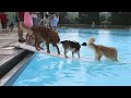 Athens Dog Swim 2016