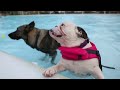Athens Dog Swim 2016