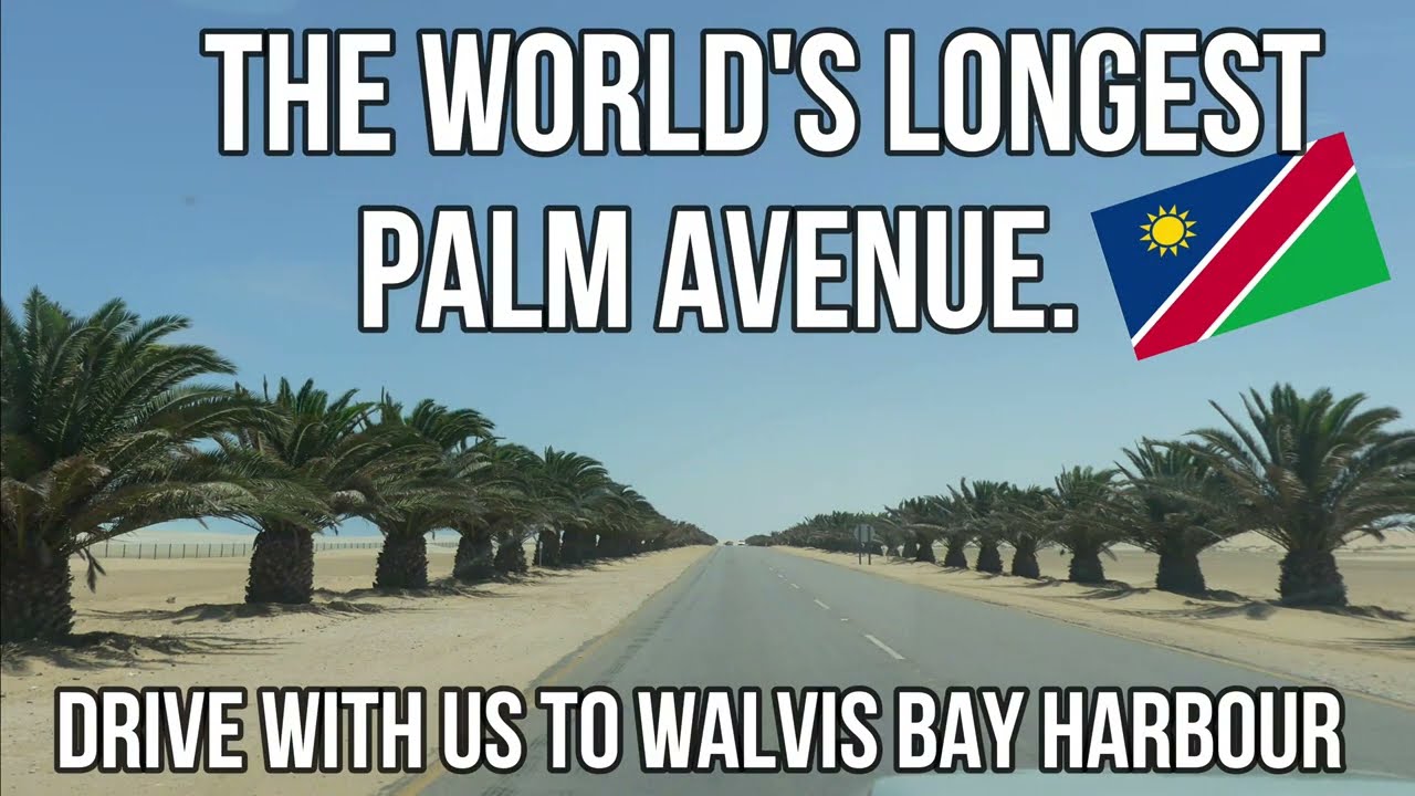 Drive With Us The World's Longest Palm Avenue Walvis Bay Namibia to The Port Palm Tress in Namibia
