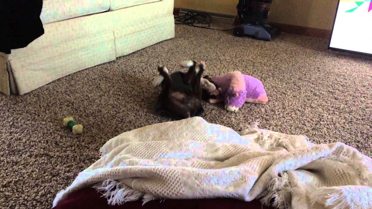 Do a Barrel Roll! - YouTube