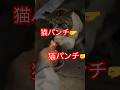 警戒心強すぎる猫#57#short#shorts#cat#cats#猫#japan#ねこ#癒し#野良猫#おもしろ#おすすめ#猫パンチ