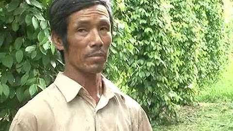 Chia sẻ kinh nghiệm phòng trị rệp sáp, tuyến trùng hại Tiêu