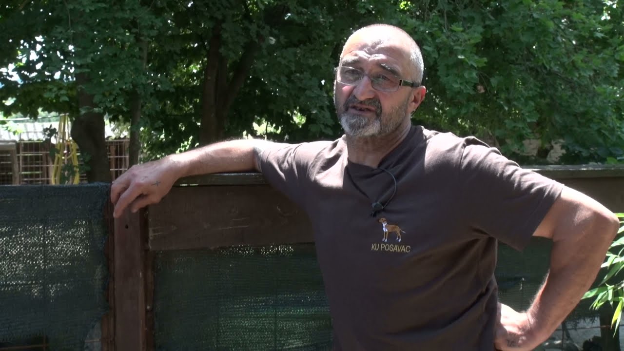 Uzgoj lovačkih pasa - alpski brak jazavčari i istarski kratkodlaki gonič - Zlatno klasje #219