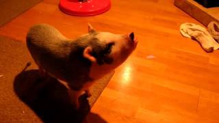 peanutbutter pig.AVI