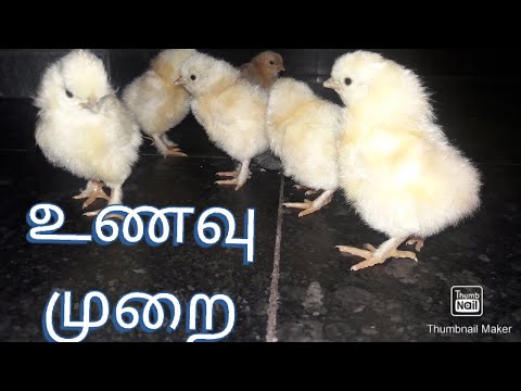 Come nutrire pulcino bambino tamil | idee Jayam