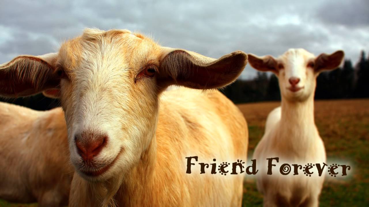 Tekno AXE's Royalty Free Music   Royalty Free Music Friend Forever Dubstep⁄Techno⁄Vocaloid⁄Sonik