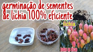 Aprenda Germinar Tes De Lichia 100% Eficiente,Como Plantar Lichia