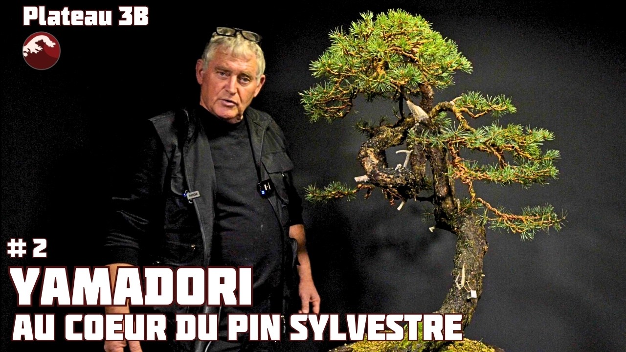 Nettoyage et Restyling du Coeur un Yamadori de pin sylvestre - Épisode 2 - 🌱 NEJIKAN BONSAI 🌱