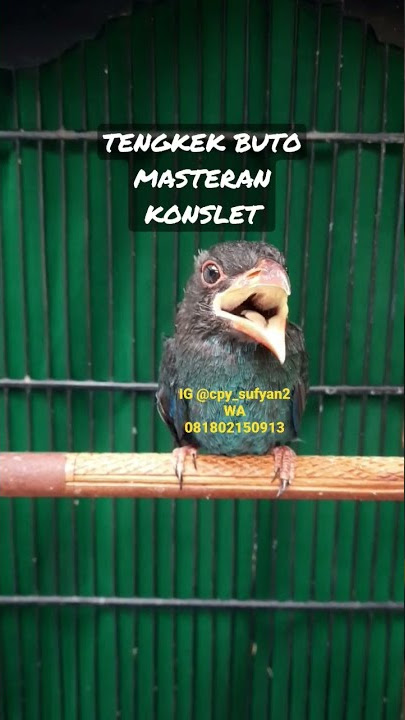 Tengkek buto masteran konslet.                #tengkekbuto #tengkekbutogacor @saungkicaubandung4607