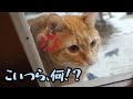 【保護した子猫兄弟】ぶちギレ先住猫に監視されながら、投薬治療を頑張ってます