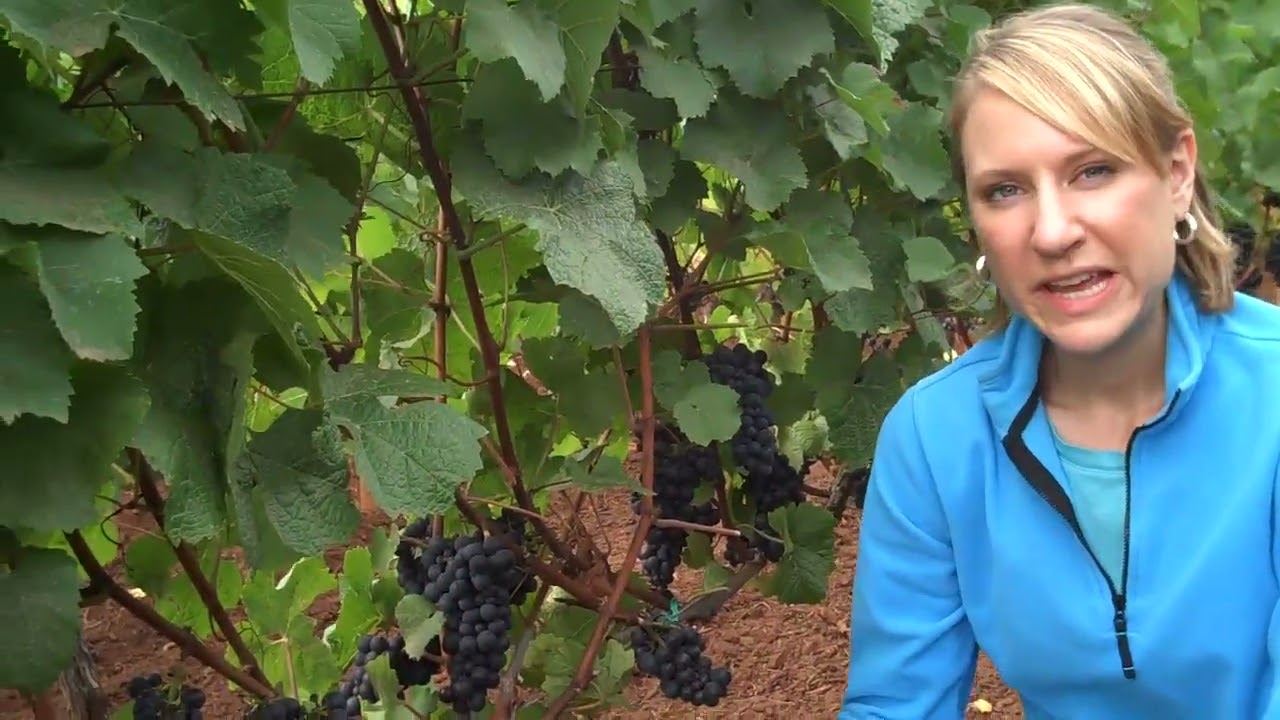 Structure of spur and cane pruned grapevines