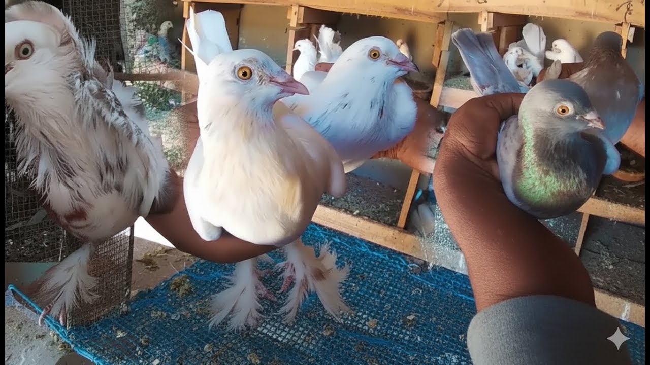 අවු පහෙදී විනෝදයට ඇති කලේ|How to raise pigeons|Many types of pigeons in the same place|fancy Pigeons