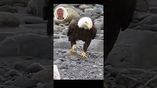 Bald Eagle Walking | Joe Reviews