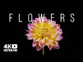 Beautiful flowers collection timelapse of blooming flowers  floral timelapse 4k u.