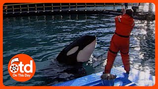 1999: Keiko The 'Free Willy' Killer Whale Learns How to Hunt