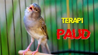 KENARI GACOR PANJANG SUARA JERNIH, TERAPI KENARI PAUD CEPAT BUNYI