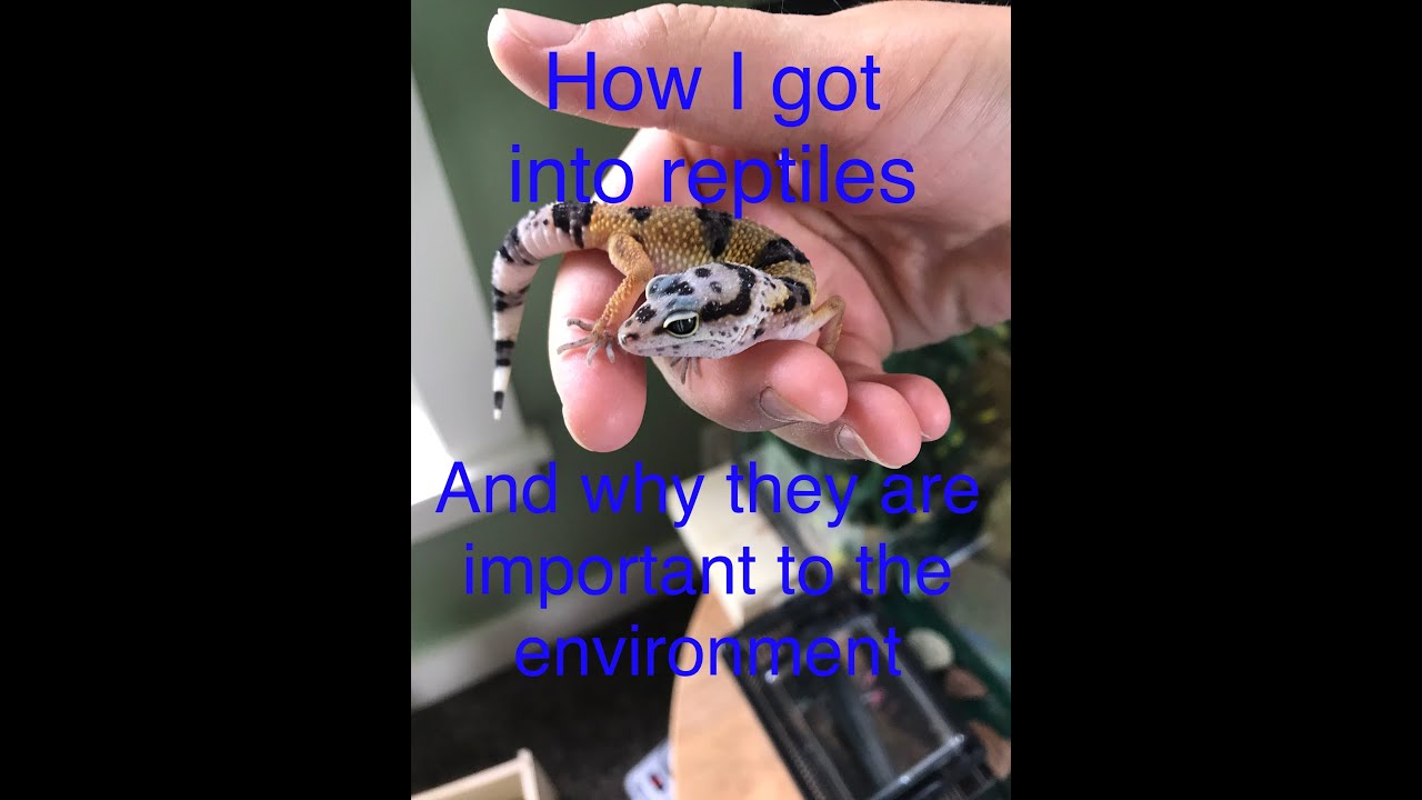 How I got started in reptile keeping, and why reptiles are so important to the environment