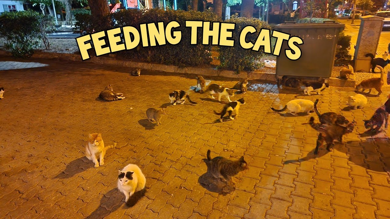 Feeding the cats in Marmaris 😺 (13/10/2025)