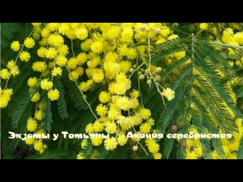 Мимоза или акация серебристая. Посылка с саженцами мимозы.