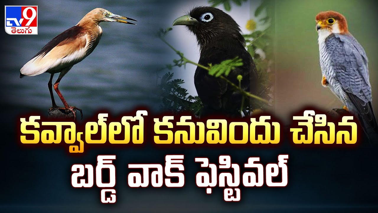 Bird Walk Festival In Mancherial : కవ్వాల్‌లో కనువిందు చేసిన బర్డ్ వాక్ ఫెస్టివల్ - TV9