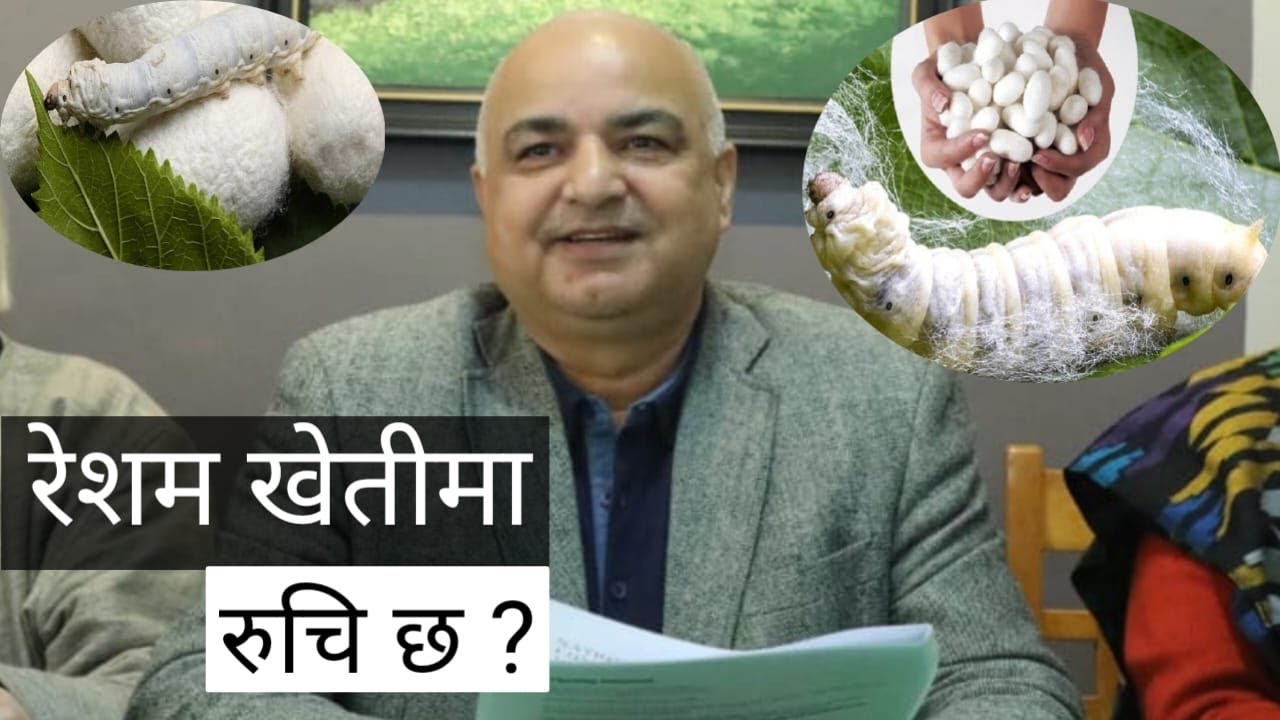 रेशम खेतीबारे विज्ञ : रोशन कुमार पोखरेल | Silk Farming | Roshan Kumar Pokharel | Resham Kheti
