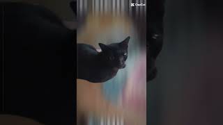 ml tutorial