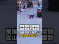 【地方】台東獼猴大軍下山 還闖民宅找吃的