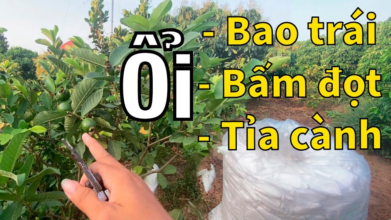 #92 Chia sẻ chi tiết về việc Bấm đọt ổi - Tỉa cành ổi... - youtube