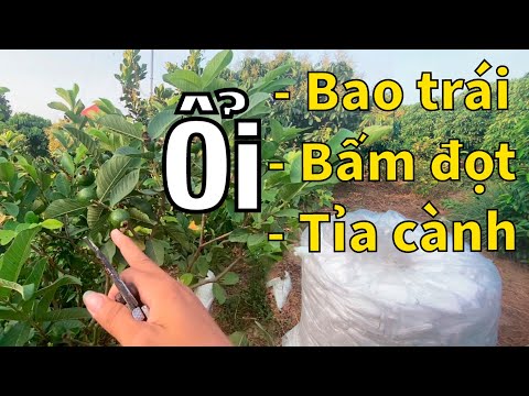 Video #92 Chia sẻ chi tiết về việc Bấm đọt ổi - Tỉa cành ổi... - youtube