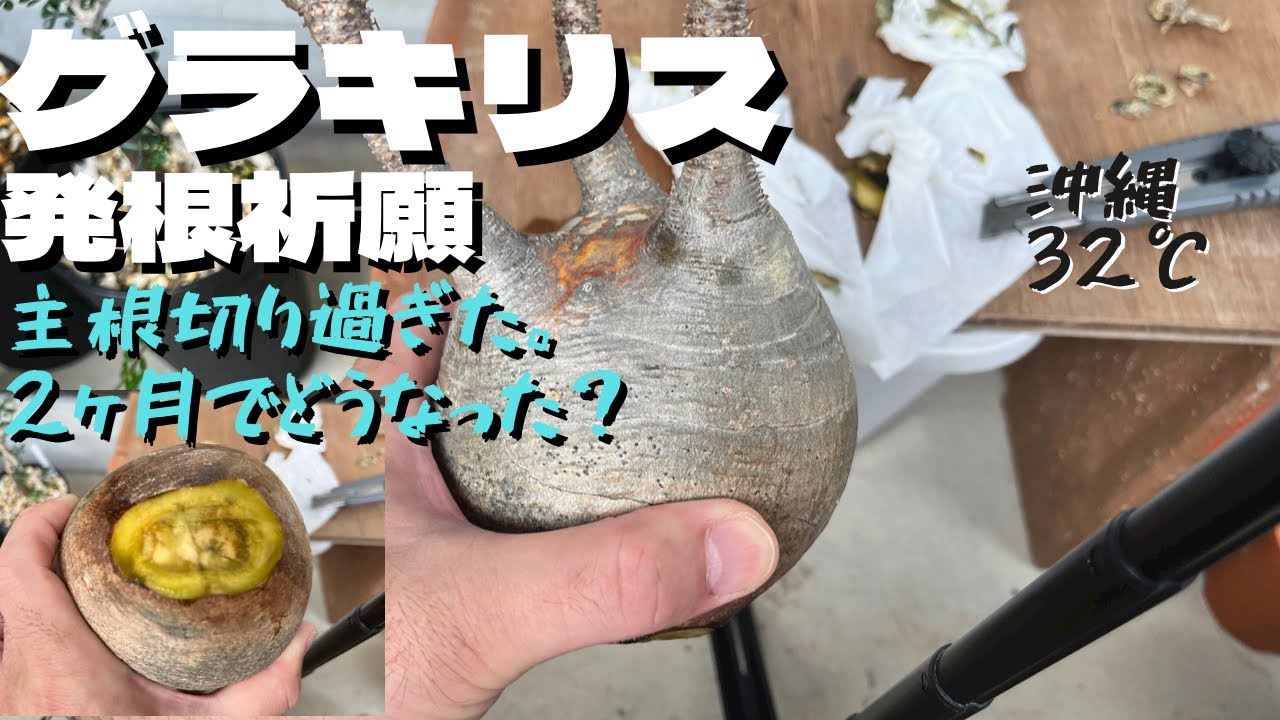 【塊根植物】グラキリスの発根確認します。発根してますように。