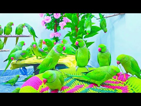 Cute Green Talking Parrot🪴🥀