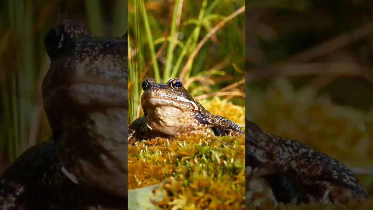 Frog Sounds (European common frog)