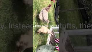Ameraucana chicken breed laying blue eggs
