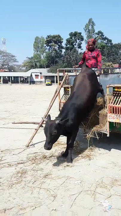 tiktok best cow guru videos #funnycow