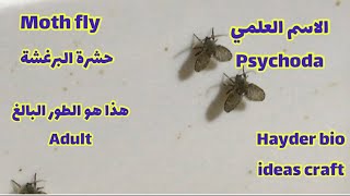 Moth fly/Psychoda/Drain flies / ذبابة البرغش او البرغشة