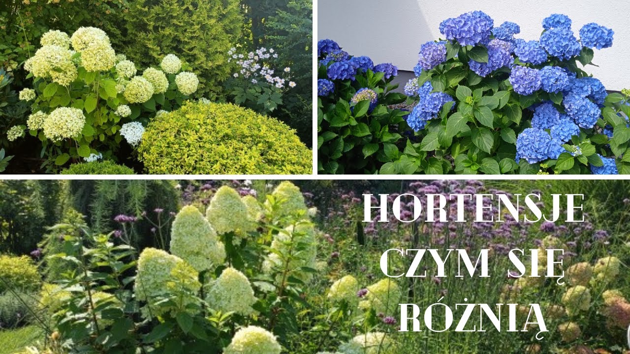 Jak rozpoznać hortensje bukietowe ogrodowe krzewiaste czym się różnią.Których nie przycinamy.