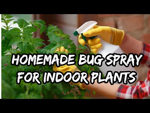 7 Homemade Bug Sprays For Indoor Plants in 2023