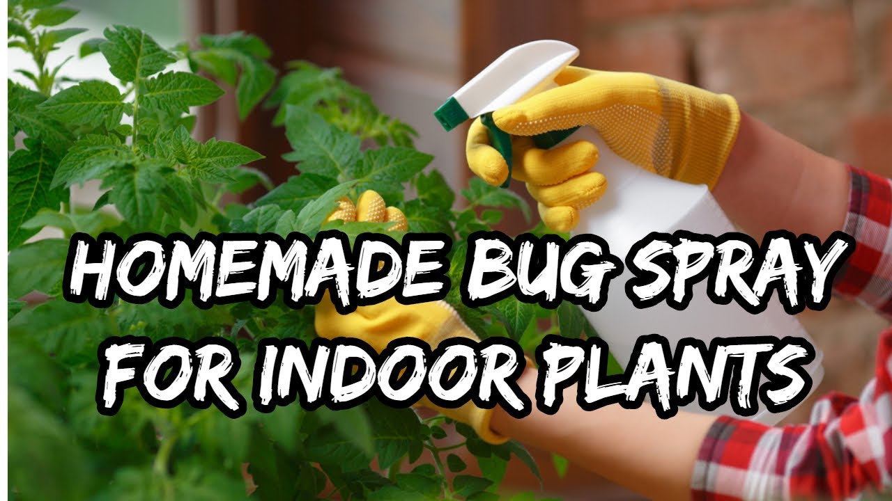 Homemade Bug Spray for Indoor Plants | HOW TO - YouTube