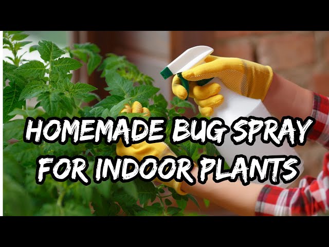 Homemade Bug Spray for Indoor Plants