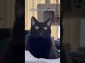 coal has discovered the window shade that has always been there