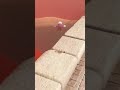 More mario videos?