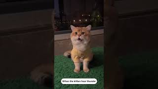Cat s reaction to lightning#funny cat#funny video #pet cat #Shorts #funnycats8886