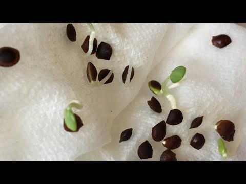 Growing Mimosa Pudica from Seed, Growing Shy Plant From Seed