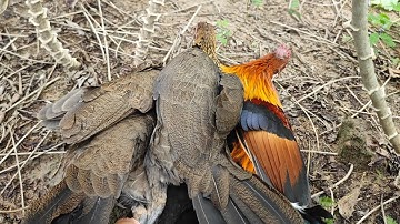 Bẫy gà rừng giữa tháng 9 - Gà Mồi Giọng Thổ Gặp Rừng Rặc Riọng Tây ( quá phê )